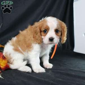 Hailey, Cavalier King Charles Spaniel Puppy